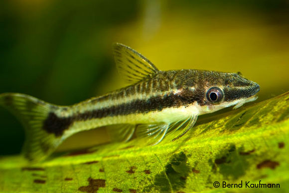 AlgenAQ_Otocinclus_vittatus.jpg