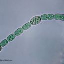 Anabaena azollae