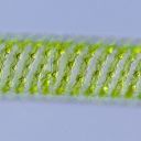 Spirogyra sp.