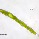 Euglena ehrenbergi