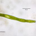 Euglena ehrenbergi