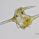 Diese Dinoflagellaten ernähren sich pflanzlich und tierisch