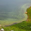 Wasserblüte durch Microcystis und B. braunii