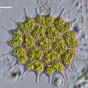 Pediastrum boryanum in Schiefer Beleuchtung