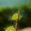 Chaetophora sp. - Borsten deutlich erkennbar.