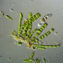 Uronema elongatum und ein Augenflagellat.