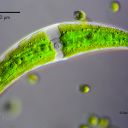 Closterium moniliferum