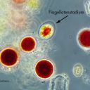 Haematococcus pluvialis