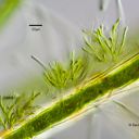 Microthamnion kuetzingianum auf Cladophora 400fach