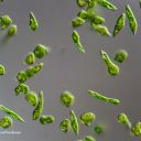 Das Schlanke Augentierchen Euglena gracilis