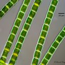 Microspora sp. bei 400facher Vergrößerung.