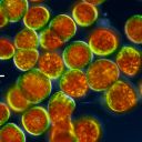 Vermutlich Palmella-Stadium