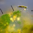 Aphanothece stagnina