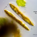 Iconella sp.