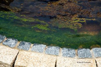 Klebsormidium_Brunnen.jpg