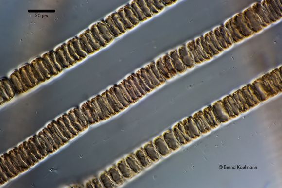 Bangia atropurpurea