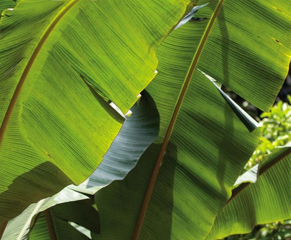 aquamax banano aus Sri Lanka