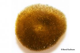 Gloeotrichia sp.