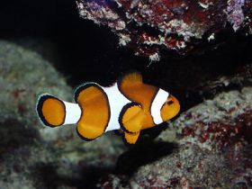 Umkehrosmose_Percula.jpg