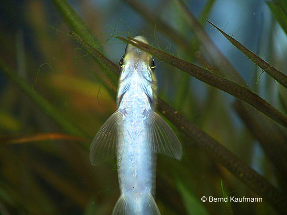 Algenfresser aquamax