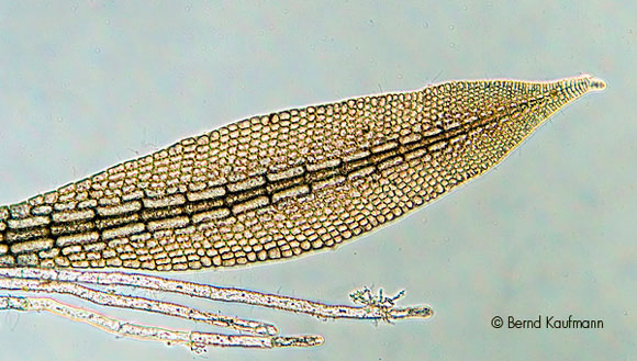 AlgenAQ_Neue_Rotalgen_Caloglossa_100.jpg