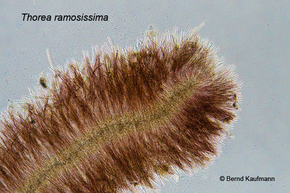 AlgenAQ_Neue_Rotalgen_Thorea_ramosissima.jpg