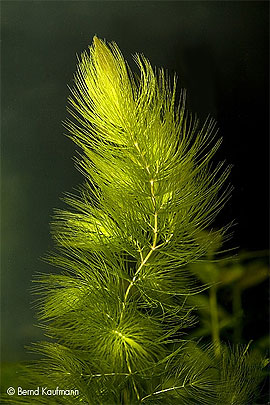 Ceratophyllum_demersum_kl.jpg