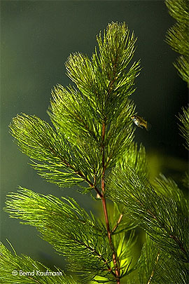 Ceratophyllum_demersum_rotstielig_kl.jpg