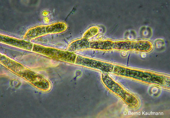 AlgenAQ_Rotalgen_rhodochorton1.jpg