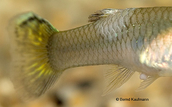 Columnaris_Krankheitsbild_Columnaris5.jpg