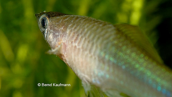 Columnaris_Krankheitsbild_Columnaris8.jpg